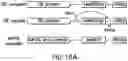 Fig. 23 - TRANSGENE EXPRESSION SYSTEM