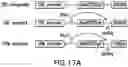Fig. 25 - TRANSGENE EXPRESSION SYSTEM