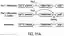 Fig. 30 - TRANSGENE EXPRESSION SYSTEM