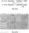 Fig. 33 - TRANSGENE EXPRESSION SYSTEM