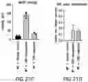 Fig. 34 - TRANSGENE EXPRESSION SYSTEM