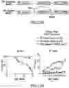 Fig. 35 - TRANSGENE EXPRESSION SYSTEM