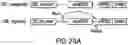 Fig. 37 - TRANSGENE EXPRESSION SYSTEM