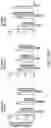 Fig. 41 - TRANSGENE EXPRESSION SYSTEM