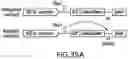 Fig. 43 - TRANSGENE EXPRESSION SYSTEM