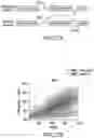 Fig. 46 - TRANSGENE EXPRESSION SYSTEM