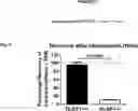 Fig. 03 - VIRAL VECTORS FOR THE TREATMENT OF RETINAL DYSTROPHY