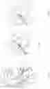 Fig. 09 - INTERVENTRICULAR SEPTUM PROTECTION