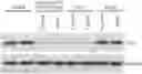 Fig. 01 - PROTAC ANTIBODY CONJUGATES AND METHODS OF USE