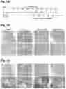 Fig. 02 - BOYSENBERRY COMPOSITIONS AND METHODS OF PREPARATION AND USE THEREOF