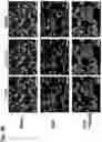 Fig. 06 - BOYSENBERRY COMPOSITIONS AND METHODS OF PREPARATION AND USE THEREOF