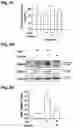 Fig. 08 - BOYSENBERRY COMPOSITIONS AND METHODS OF PREPARATION AND USE THEREOF