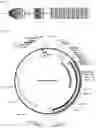 Fig. 02 - COMPOSITION FOR PREVENTING OR TREATING INFLAMMATORY DISEASES AND USE THEREOF