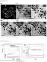 Fig. 09 - ANISOTROPIC NANOPARTICLES CONTAINING SEMICONDUCTOR COMPOUNDS OF GROUP III AND GROUP V ELEMENTS AND MANUFACTURING METHOD THEREFOR