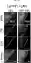 Fig. 35 - NANOPARTICLE SYSTEMS TO STIMULATE AND MAINTAIN IMMUNE SYSTEM RESPONSIVENESS AT TREATMENT SITES