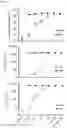 Fig. 08 - MONOCLONAL ANTIBODIES DIRECTED TO PEPTIDE IN THE CONTEXT OF MHC AND METHODS OF MAKING AND USING MONOCLONAL ANTIBODIES