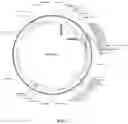 Fig. 02 - IMMUNOSTIMULATORY OLIGONUCLEOTIDES