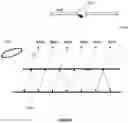 Fig. 07 - Pupil Expander