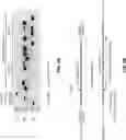 Fig. 06 - NUCLEASE-MEDIATED REPEAT EXPANSION
