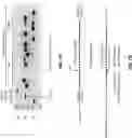 Fig. 08 - NUCLEASE-MEDIATED REPEAT EXPANSION