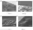 Fig. 02 - Polyacrylonitrile-based membrane for uranium-extraction-from-seawater-seawater desalination cogeneration and its preparation method thereof