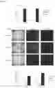 Fig. 08 - FLUORESCENT COMPOUNDS SPECIFIC FOR PLURIPOTENT STEM CELLS AND REPROGRAMMING-READY CELLS AND METHODS OF USING THE SAME
