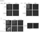 Fig. 09 - FLUORESCENT COMPOUNDS SPECIFIC FOR PLURIPOTENT STEM CELLS AND REPROGRAMMING-READY CELLS AND METHODS OF USING THE SAME