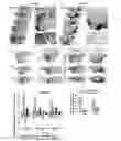 Fig. 01 - METHOD FOR DIFFERENTIATING PLURIPOTENT STEM CELLS INTO DOPAMINERGIC NERVE CELLS IN MIDBRAIN SUBSTANTIA NIGRA