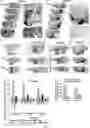 Fig. 02 - METHOD FOR DIFFERENTIATING PLURIPOTENT STEM CELLS INTO DOPAMINERGIC NERVE CELLS IN MIDBRAIN SUBSTANTIA NIGRA