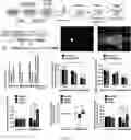 Fig. 07 - METHOD FOR DIFFERENTIATING PLURIPOTENT STEM CELLS INTO DOPAMINERGIC NERVE CELLS IN MIDBRAIN SUBSTANTIA NIGRA