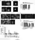 Fig. 08 - METHOD FOR DIFFERENTIATING PLURIPOTENT STEM CELLS INTO DOPAMINERGIC NERVE CELLS IN MIDBRAIN SUBSTANTIA NIGRA