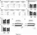 Fig. 13 - METHOD FOR DIFFERENTIATING PLURIPOTENT STEM CELLS INTO DOPAMINERGIC NERVE CELLS IN MIDBRAIN SUBSTANTIA NIGRA