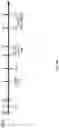 Fig. 197 - NUCLEOSIDE MODIFIED MRNA AND USES THEREOF