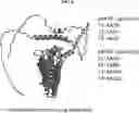 Fig. 09 - Engineered enzymes and bioproduction of bakuchiol