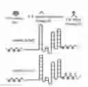 Fig. 01 - METHODS FOR USING GUIDE RNAS WITH CHEMICAL MODIFICATIONS
