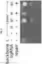 Fig. 04 - METHODS OF TRANSIENT PROTEIN AND GENE EXPRESSION IN CELLS