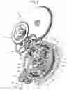 Fig. 03 - THREE-DIMENSIONAL KARUSSEL- OR TOURBILLON-TYPE REGULATING MEMBER PROVIDED WITH A PERIPHERAL BALL BEARING