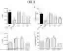 Fig. 04 - Probiotic Lyophilizate Reactivation Composition for Improving Intestinal Survivability and Adhesion of Probiotics