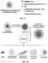 Fig. 02 - Biomimetic vesicles and uses thereof