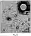 Fig. 03 - Biomimetic vesicles and uses thereof