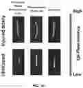 Fig. 34 - Biomimetic vesicles and uses thereof