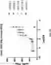 Fig. 09 - Anti-ULBP6 antibodies