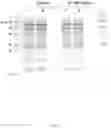 Fig. 07 - EXPRESSION VECTOR FOR USE IN METHANOTROPH