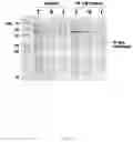 Fig. 12 - EXPRESSION VECTOR FOR USE IN METHANOTROPH