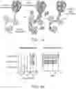 Fig. 02 - TRANSPOSITION INTO NATIVE CHROMATIN FOR PERSONAL EPIGENOMICS