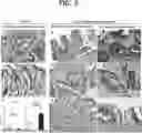 Fig. 06 - COMPOSITION COMPRISING MUC4 GENE MUTATION DETECTING AGENT FOR PREDICTION OR DIAGNOSIS OF GASTRIC CANCER