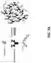 Fig. 08 - METHODS FOR DETECTING ANTIBODIES
