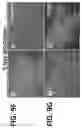 Fig. 13 - METHODS FOR DETECTING ANTIBODIES
