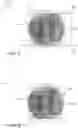 Fig. 07 - Folded camera lens designs