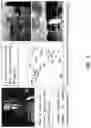 Fig. 04 - TEXT-CONDITIONED VIDEO REPRESENTATION